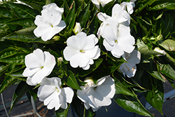Petticoat White New Guinea Impatiens (Impatiens 'Petticoat White') at Canadale Nurseries