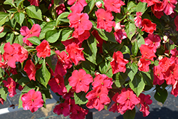 Beacon Lipstick Impatiens (Impatiens walleriana 'PAS1587589') at Canadale Nurseries