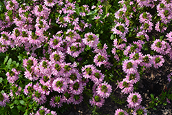 Whirlwind Pink Fan Flower (Scaevola aemula 'Whirlwind Pink') at Canadale Nurseries