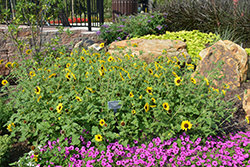 Suncredible Yellow (Helianthus 'Suncredible Yellow') at Canadale Nurseries
