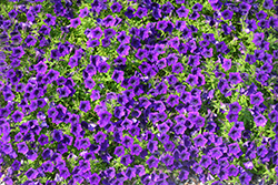 Supertunia Mini Vista Ultramarine Petunia (Petunia 'WNPETMVUM24') at Canadale Nurseries