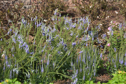 Blue Skywalker Speedwell (Veronica 'Blue Skywalker') at Canadale Nurseries