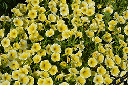 Bee's Knees Petunia (Petunia 'Balcobees') at Canadale Nurseries