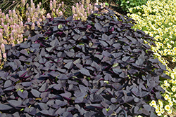 Sweet Caroline Sweetheart Jet Black Sweet Potato Vine (Ipomoea batatas 'NCORNSP-021SHJB') at Canadale Nurseries