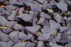 Sweet Caroline Sweetheart Jet Black Sweet Potato Vine (Ipomoea batatas 'NCORNSP-021SHJB') at Canadale Nurseries