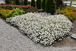 Supertunia Vista Silverberry Petunia (Petunia 'Supertunia Vista Silverberry') at Canadale Nurseries