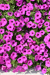 Supertunia Vista Jazzberry Petunia (Petunia 'Supertunia Vista Jazzberry') at Canadale Nurseries