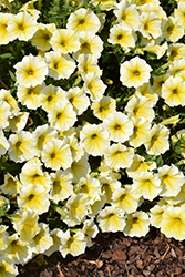 Supertunia Saffron Finch Petunia (Petunia 'Balcobees') at Canadale Nurseries