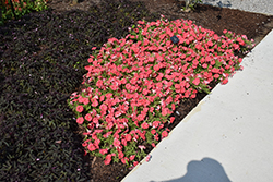 Supertunia Bermuda Beach Petunia (Petunia 'Supertunia Bermuda Beach') at Canadale Nurseries