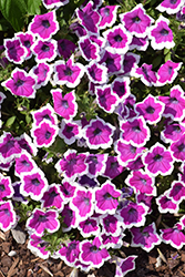 Supertunia Hoopla Vivid Orchid Petunia (Petunia 'DPETPW1782') at Canadale Nurseries