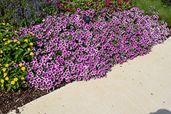 Supertunia Hoopla Vivid Orchid Petunia (Petunia 'DPETPW1782') at Canadale Nurseries