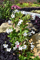 Sun Parasol Giant White Mandevilla (Mandevilla 'Sun Parasol Giant White') at Canadale Nurseries