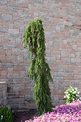 Weeping Norway Spruce (Picea abies 'Pendula') at Canadale Nurseries