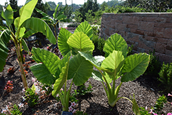 Elephant's Ear (Alocasia macrorrhizos) at Canadale Nurseries