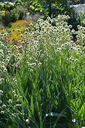 Rattlesnake Master (Eryngium yuccifolium) at Canadale Nurseries