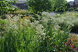 Rattlesnake Master (Eryngium yuccifolium) at Canadale Nurseries