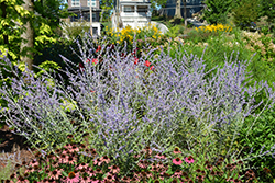 Russian Sage (Perovskia atriplicifolia) at Canadale Nurseries