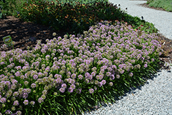 Millenium Ornamental Onion (Allium 'Millenium') at Canadale Nurseries