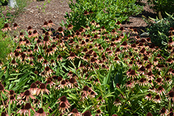 Fiery Meadow Mama Coneflower (Echinacea 'Fiery Meadow Mama') at Canadale Nurseries