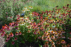 Cheyenne Spirit Coneflower (Echinacea 'Cheyenne Spirit') at Canadale Nurseries