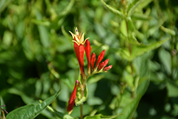 Ragin Cajun Indian Pink (Spigelia marilandica 'Ragin Cajun') at Canadale Nurseries