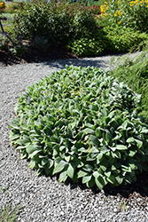 Giant Lamb's Ears (Stachys byzantina 'Big Ears') at Canadale Nurseries