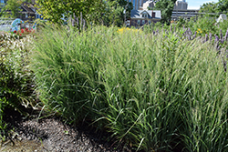 Prairie Winds Apache Rose Switch Grass (Panicum virgatum 'Apache Rose') at Canadale Nurseries