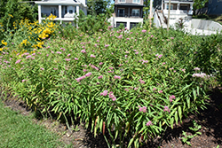 Cinderella Milkweed (Asclepias incarnata 'Cinderella') at Canadale Nurseries