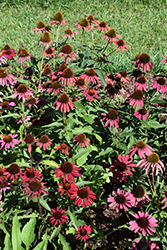 Glowing Dream Coneflower (Echinacea 'Glowing Dream') at Canadale Nurseries