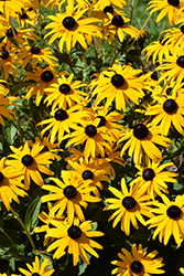 Goldsturm Coneflower (Rudbeckia fulgida 'Goldsturm') at Canadale Nurseries