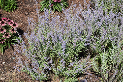Bluesette Russian Sage (Perovskia atriplicifolia 'Bluesette') at Canadale Nurseries