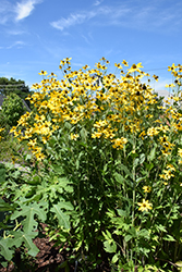 Herbstsonne Coneflower (Rudbeckia 'Herbstsonne') at Canadale Nurseries