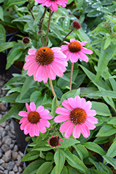 Sombrero Rosada Coneflower (Echinacea 'Balsomrosa') at Canadale Nurseries