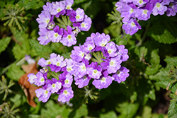 Superbena Sparkling Amethyst Verbena (Verbena 'VEAZ0019') at Canadale Nurseries