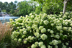 Little Lime Hydrangea (Hydrangea paniculata 'Jane') at Canadale Nurseries
