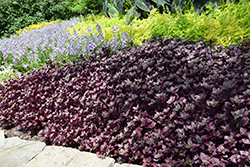 Purple Knight Alternanthera (Alternanthera dentata 'Purple Knight') at Canadale Nurseries