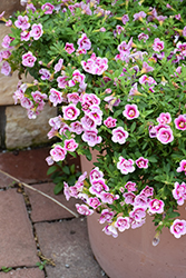 Superbells Double Smitten Pink Calibrachoa (Calibrachoa 'KLECA23454') at Canadale Nurseries