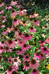 Artisan Red Ombre Coneflower (Echinacea 'PAS1257973') at Canadale Nurseries