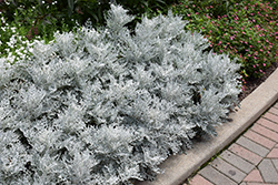 Silver Dust Dusty Miller (Senecio cineraria 'Silver Dust') at Canadale Nurseries