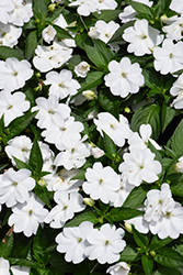 SunPatiens Compact Classic White Impatiens (Impatiens 'SAKIMP068') at Canadale Nurseries