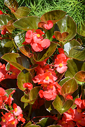 Big Red Bronze Leaf Begonia (Begonia 'Big Red Bronze Leaf') at Canadale Nurseries