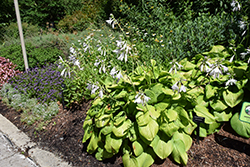 Guacamole Hosta (Hosta 'Guacamole') at Canadale Nurseries