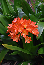 Bush Lily (Clivia x miniata) at Canadale Nurseries