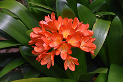 Bush Lily (Clivia x miniata) at Canadale Nurseries