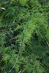 Asparagus Fern (Asparagus setaceus) at Canadale Nurseries