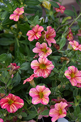 Superbells Tropical Sunrise Calibrachoa (Calibrachoa 'INCALTRSUN') at Canadale Nurseries