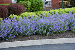 Cat's Meow Catmint (Nepeta x faassenii 'Cat's Meow') at Canadale Nurseries