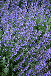 Cat's Meow Catmint (Nepeta x faassenii 'Cat's Meow') at Canadale Nurseries