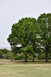 Red Oak (Quercus rubra) at Canadale Nurseries