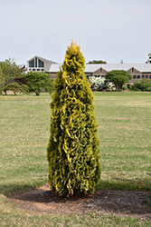 Amber Gold Arborvitae (Thuja occidentalis 'Jantar') at Canadale Nurseries